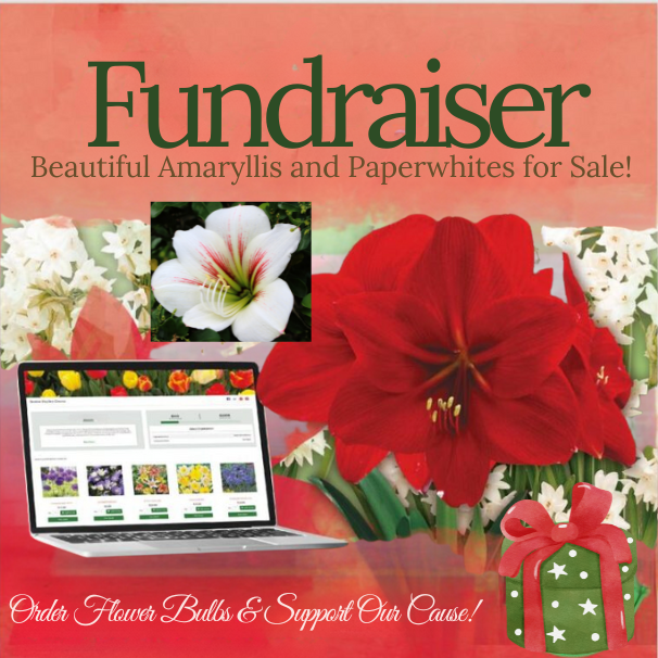 postcard with images of paperwhites, amaryllises, presents and the text reads Fundraiser